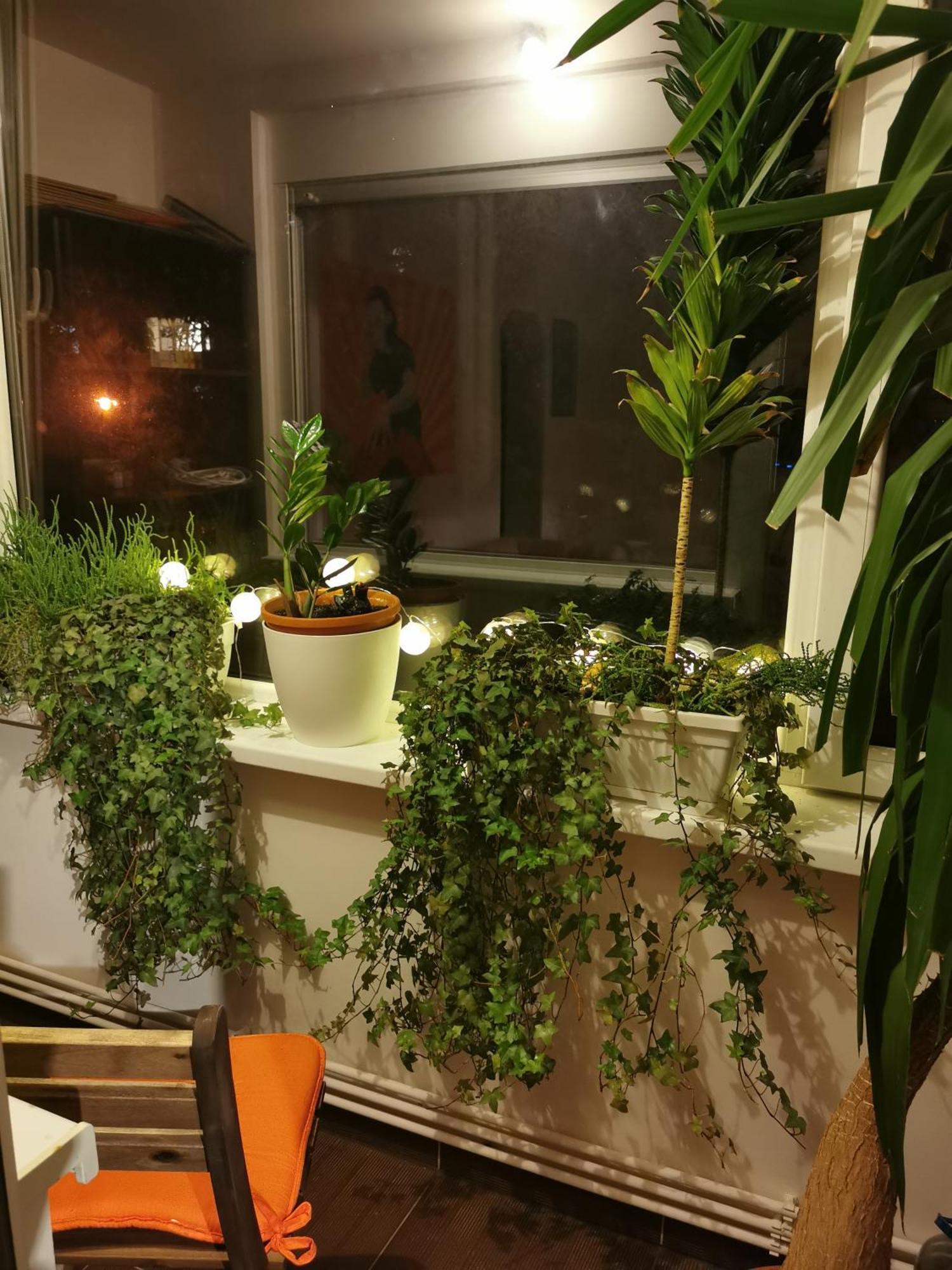 Comfy & Pleasant Apartment 10 Min Walk To Downtown Timişoara Exteriör bild